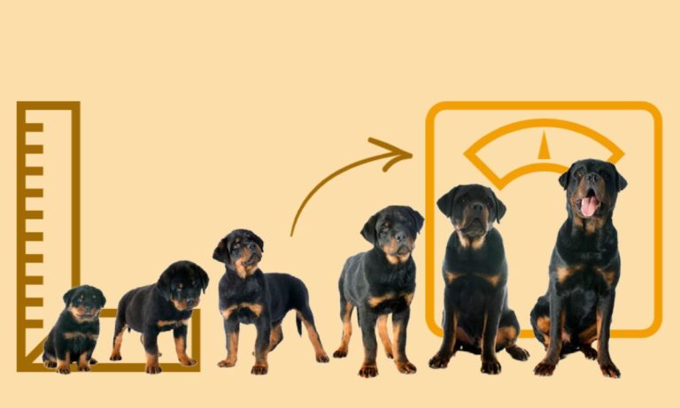How to Determine Puppy Weight Your Complete Guide to Tracking Your Pup's Growth 2026